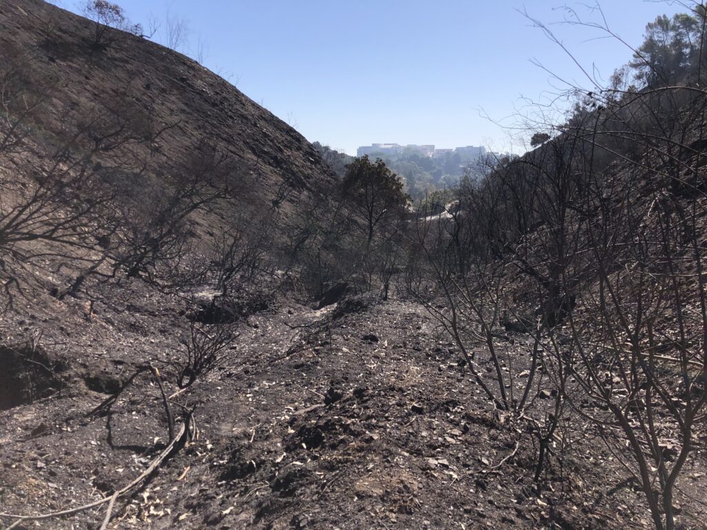 Burned hillside with scorched trees.