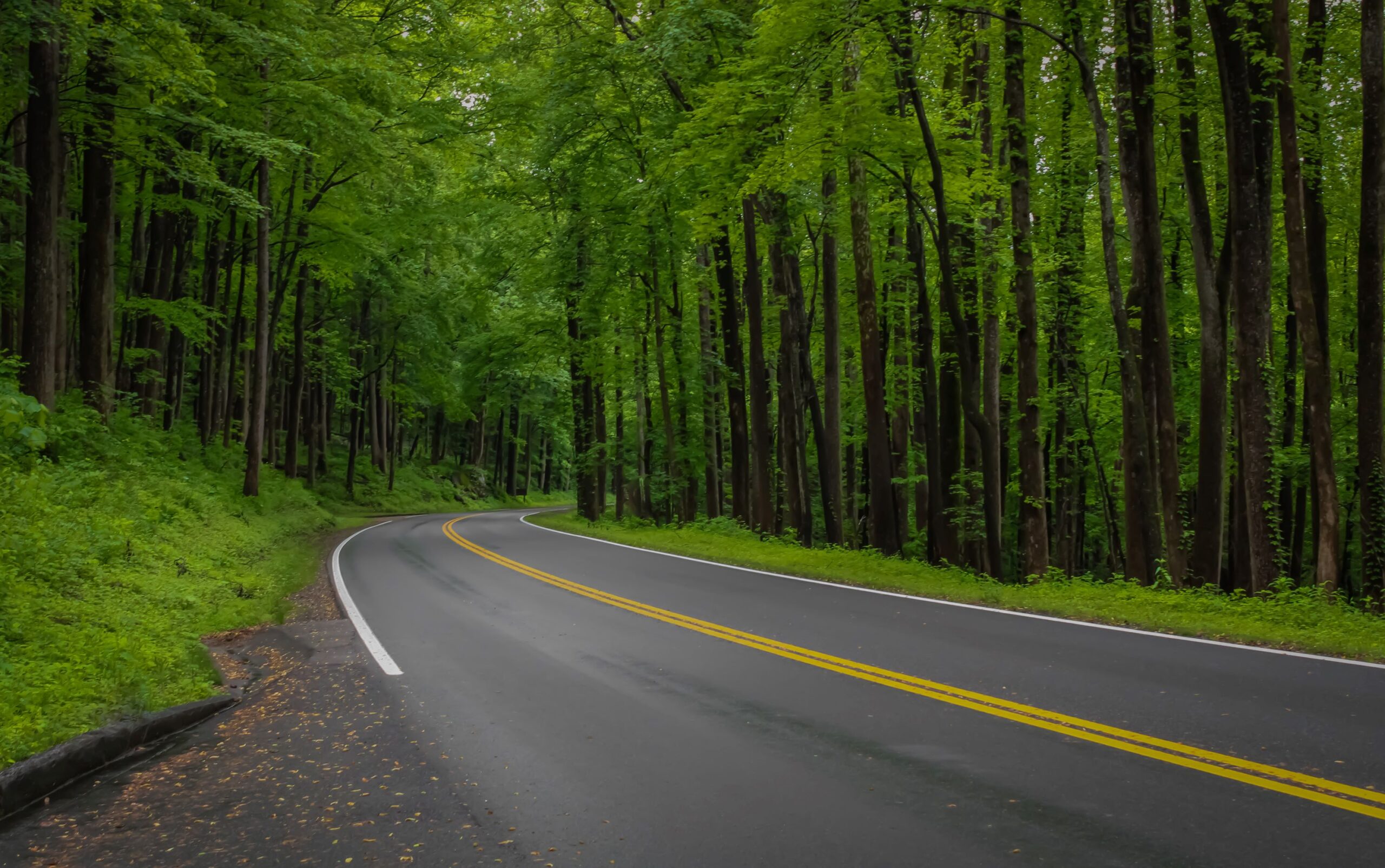 Winding two-lane asphalt road through dense green forest with no guardrail