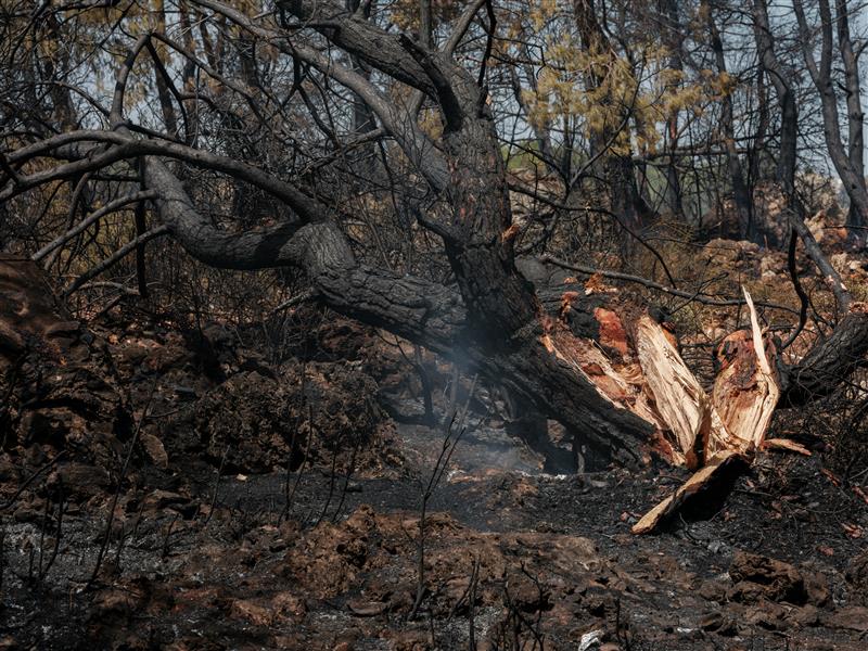 Burned and fallen tree in a forest.