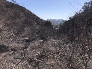 Burned hillside with scorched trees.
